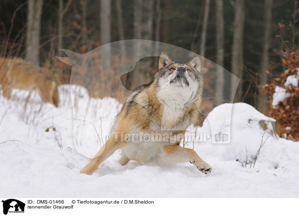rennender Grauwolf / running greywolf / DMS-01466