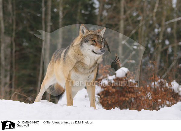 Grauwolf / DMS-01467