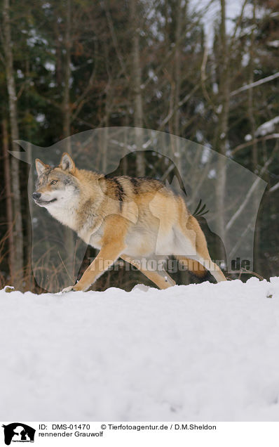 rennender Grauwolf / running greywolf / DMS-01470