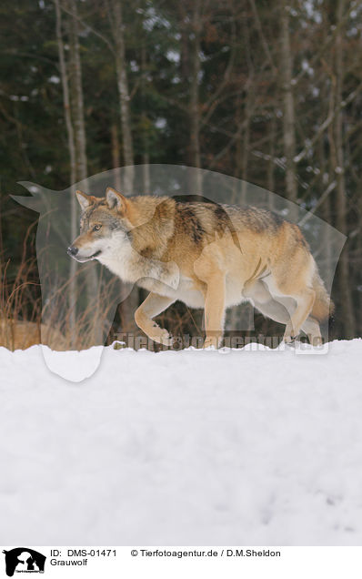 Grauwolf / greywolf / DMS-01471