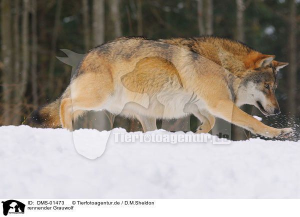 rennender Grauwolf / DMS-01473