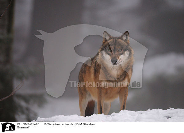 Grauwolf / greywolf / DMS-01480