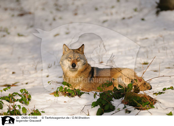 liegender Grauwolf / lying greywolf / DMS-01486