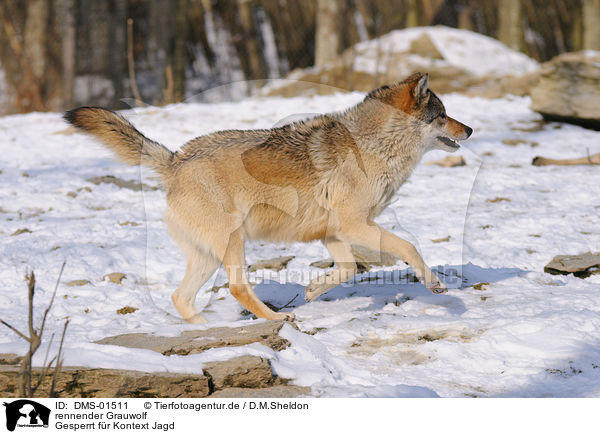 rennender Grauwolf / running greywolf / DMS-01511