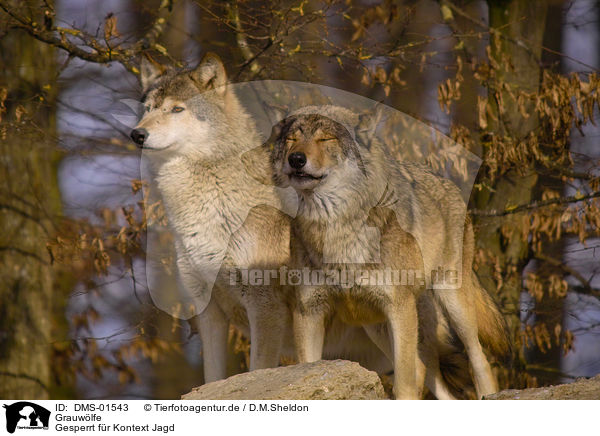Grauwlfe / greywolfs / DMS-01543