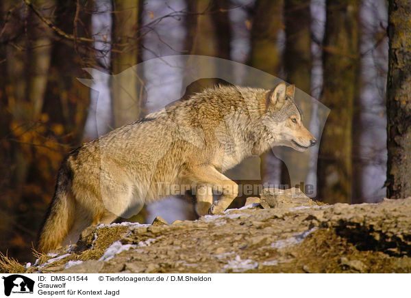 Grauwolf / greywolf / DMS-01544