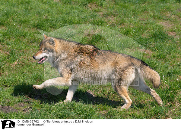 rennender Grauwolf / DMS-02762