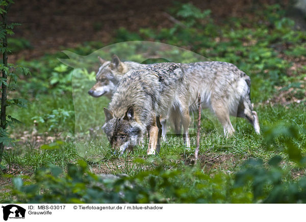Grauwlfe / MBS-03017