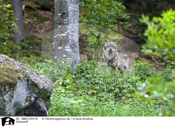 Grauwolf / MBS-03018