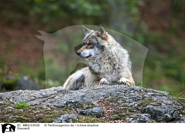 Grauwolf / MBS-03026