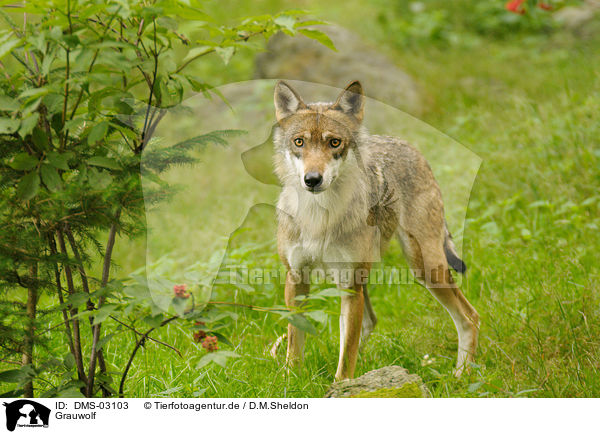 Grauwolf / DMS-03103