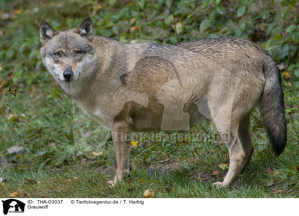 Grauwolf / THA-03037