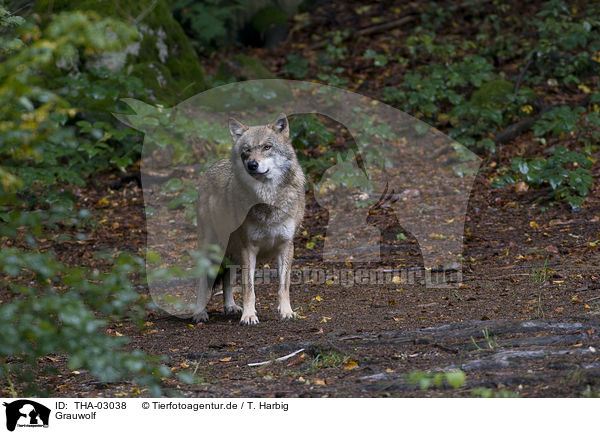 Grauwolf / THA-03038