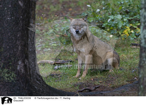 Grauwolf / THA-03039