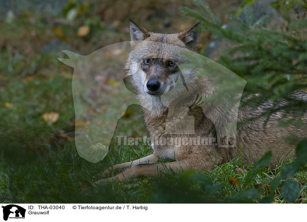 Grauwolf / greywolf / THA-03040