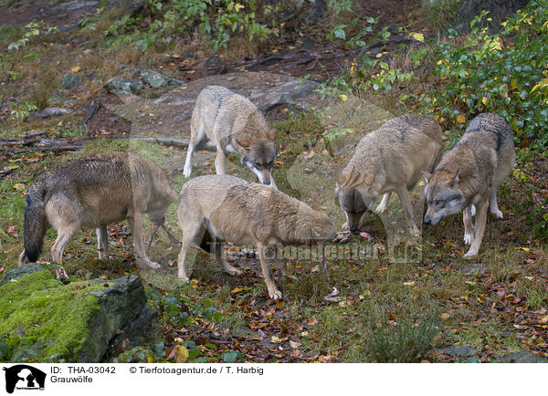 Grauwlfe / greywolfs / THA-03042