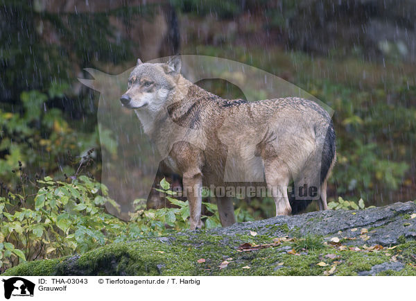 Grauwolf / greywolf / THA-03043