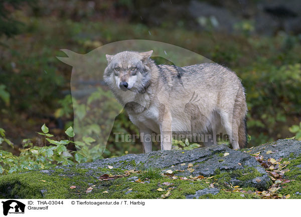 Grauwolf / greywolf / THA-03044