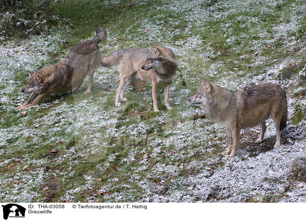Grauwlfe / greywolfs / THA-03058