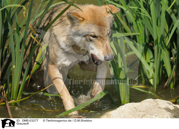 Grauwolf / DMS-03277