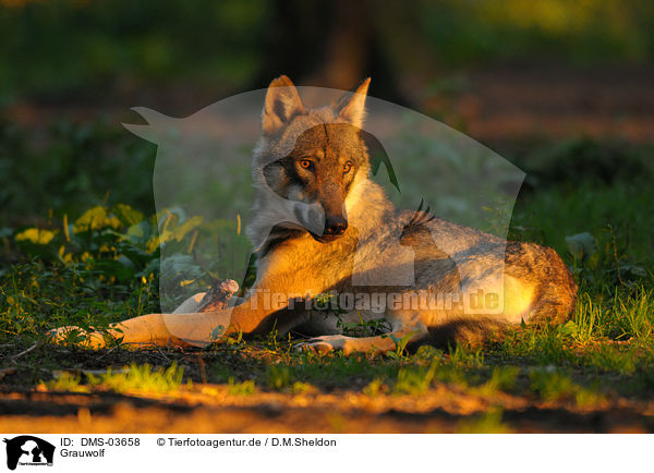 Grauwolf / DMS-03658
