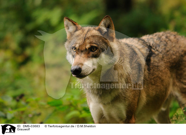 Grauwolf / DMS-03683