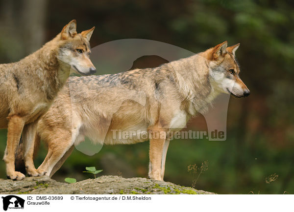 Grauwlfe / DMS-03689