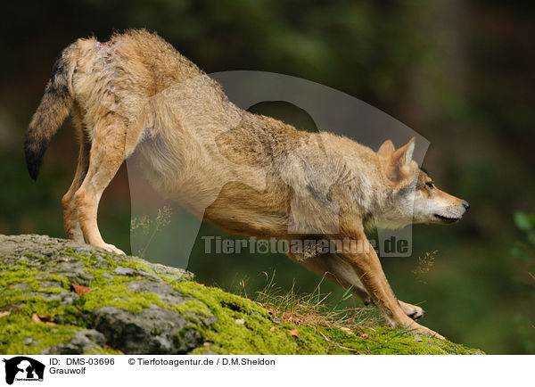 Grauwolf / DMS-03696