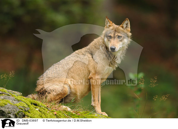 Grauwolf / DMS-03697