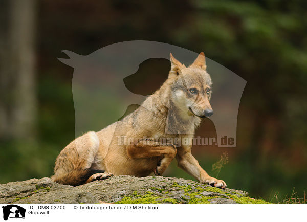Grauwolf / greywolf / DMS-03700