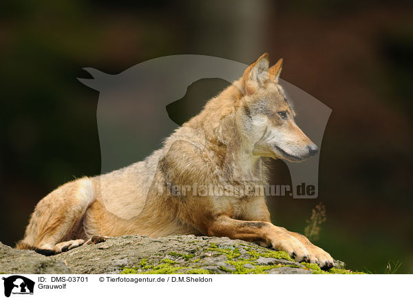 Grauwolf / DMS-03701