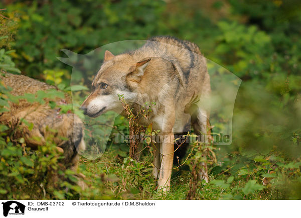 Grauwolf / greywolf / DMS-03702