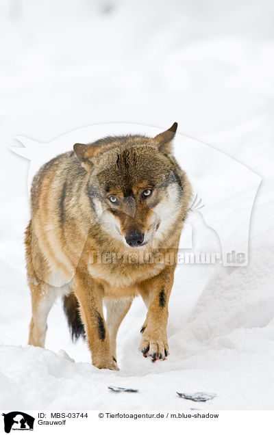 Grauwolf / MBS-03744