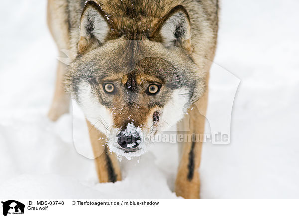 Grauwolf / MBS-03748