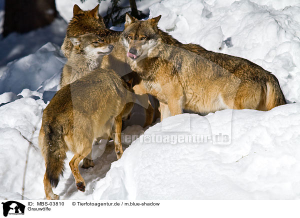 Grauwlfe / MBS-03810