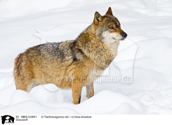 Grauwolf / MBS-03861