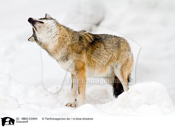 Grauwolf / MBS-03864