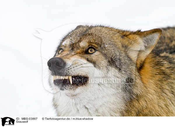 Grauwolf / MBS-03867