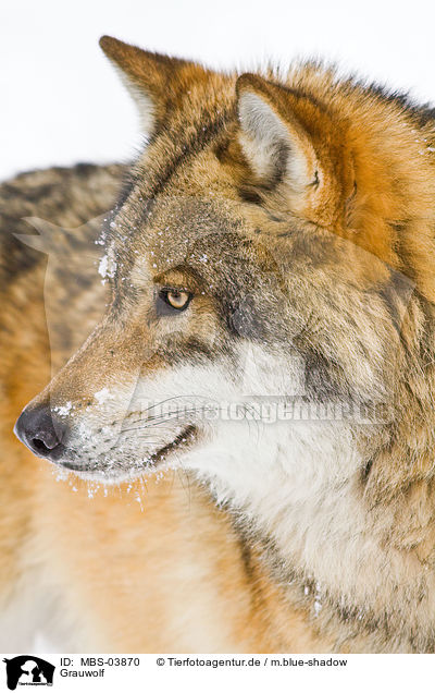 Grauwolf / greywolf / MBS-03870