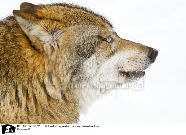 Grauwolf / MBS-03872
