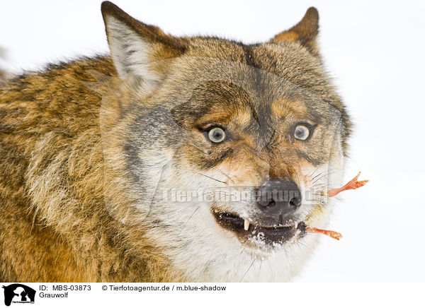 Grauwolf / MBS-03873