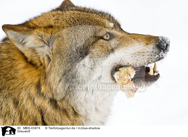 Grauwolf / greywolf / MBS-03874