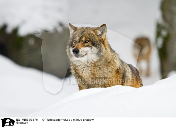 Grauwolf / MBS-03876