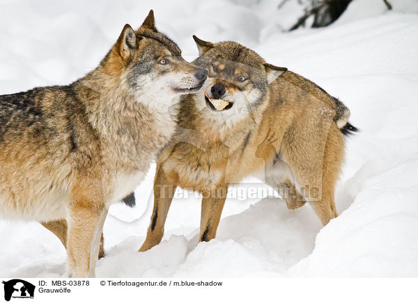 Grauwlfe / greywolfs / MBS-03878