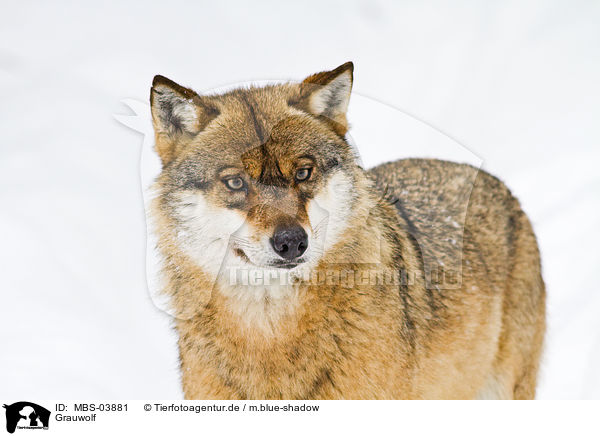 Grauwolf / greywolf / MBS-03881