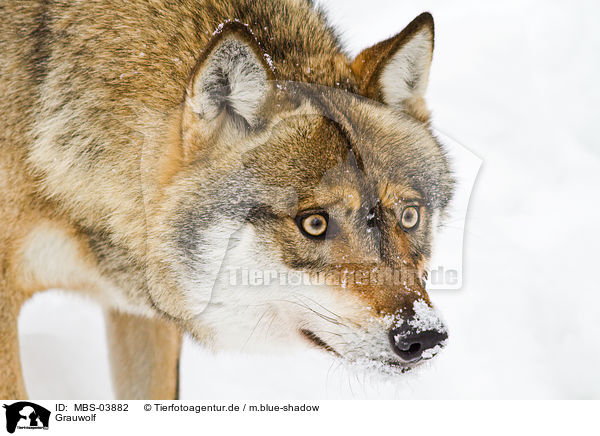 Grauwolf / MBS-03882