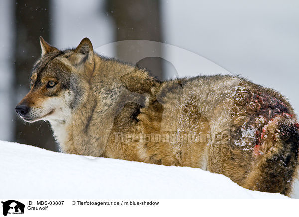Grauwolf / MBS-03887