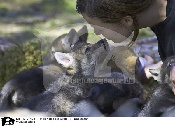 Wolfsaufzucht / HB-01435