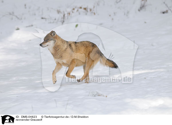 rennender Grauwolf / DMS-04823