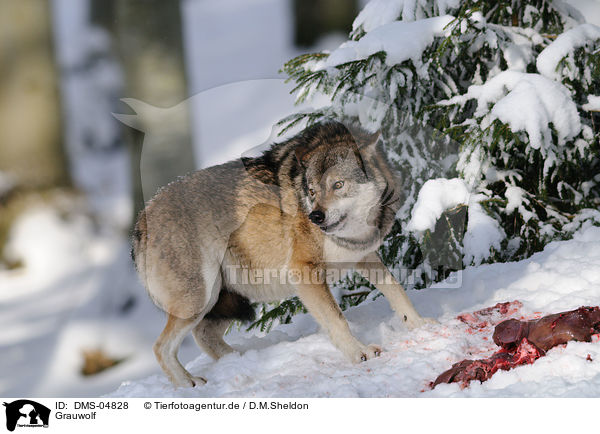 Grauwolf / DMS-04828